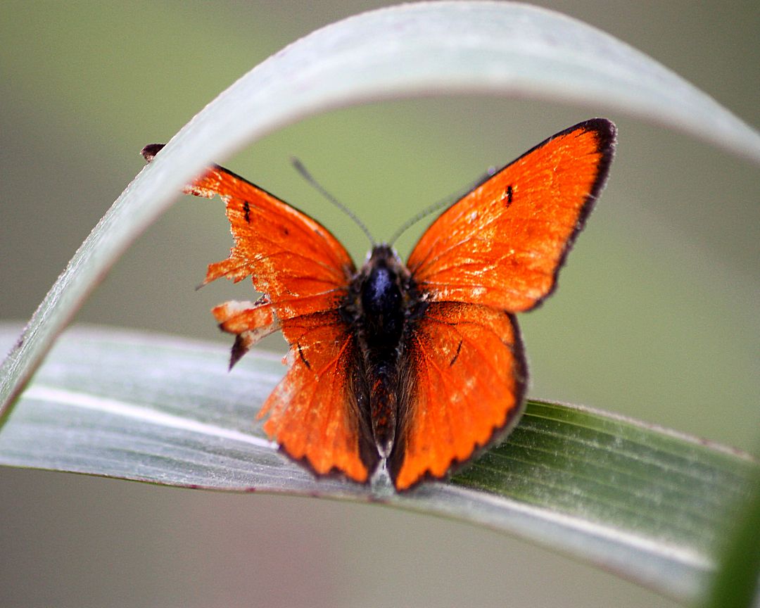 Lycaena dispar ?